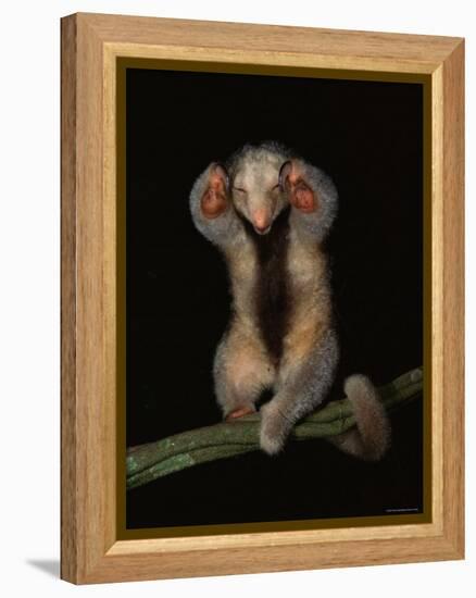 Pygmy / Silky Anteater, South America-Pete Oxford-Framed Premier Image Canvas