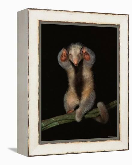 Pygmy / Silky Anteater, South America-Pete Oxford-Framed Premier Image Canvas