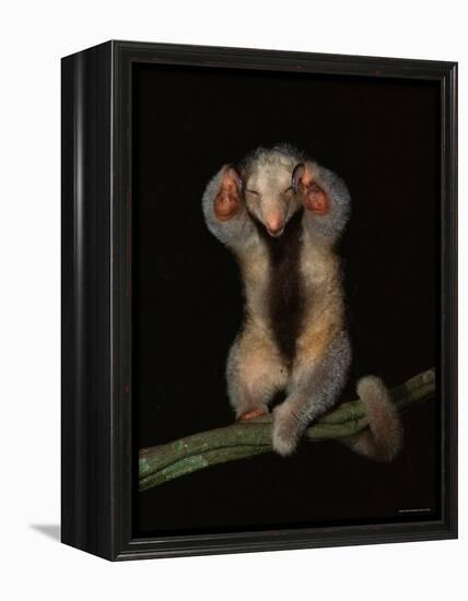 Pygmy / Silky Anteater, South America-Pete Oxford-Framed Premier Image Canvas