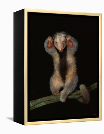 Pygmy / Silky Anteater, South America-Pete Oxford-Framed Premier Image Canvas