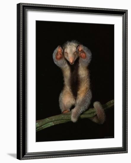 Pygmy / Silky Anteater, South America-Pete Oxford-Framed Photographic Print