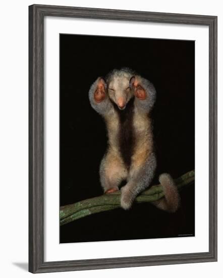 Pygmy / Silky Anteater, South America-Pete Oxford-Framed Photographic Print