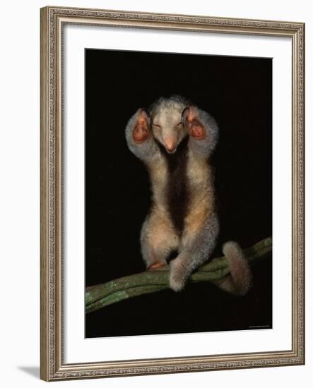 Pygmy / Silky Anteater, South America-Pete Oxford-Framed Photographic Print