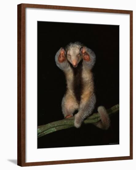 Pygmy / Silky Anteater, South America-Pete Oxford-Framed Photographic Print