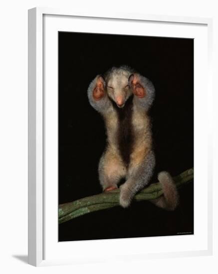 Pygmy / Silky Anteater, South America-Pete Oxford-Framed Photographic Print