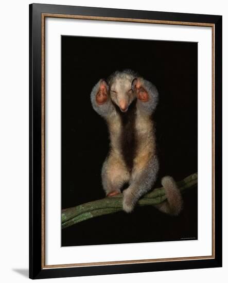 Pygmy / Silky Anteater, South America-Pete Oxford-Framed Photographic Print