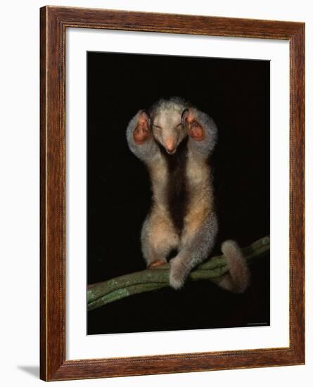 Pygmy / Silky Anteater, South America-Pete Oxford-Framed Photographic Print