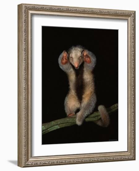 Pygmy / Silky Anteater, South America-Pete Oxford-Framed Photographic Print