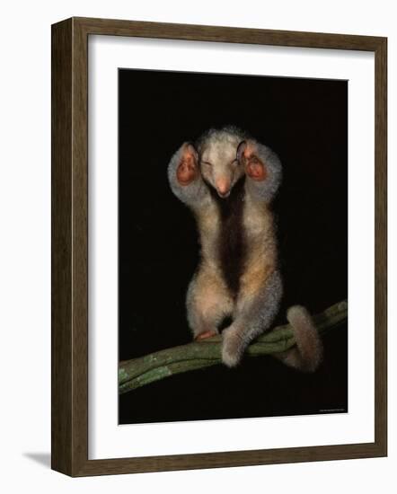 Pygmy / Silky Anteater, South America-Pete Oxford-Framed Photographic Print