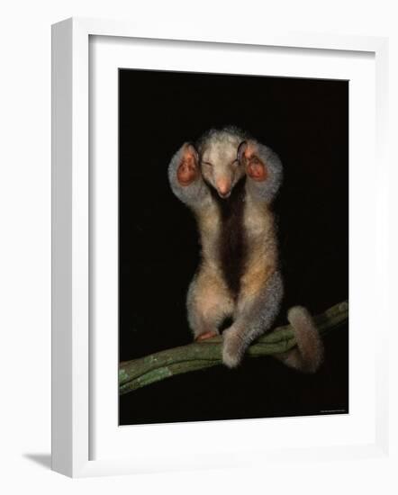 Pygmy / Silky Anteater, South America-Pete Oxford-Framed Photographic Print