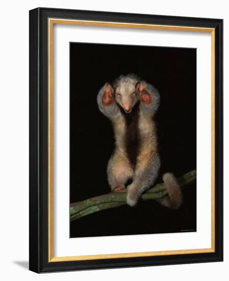 Pygmy / Silky Anteater, South America-Pete Oxford-Framed Photographic Print