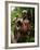 Pygmy Young Men Armed with Bows and Arrows Hunt-null-Framed Photographic Print