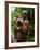 Pygmy Young Men Armed with Bows and Arrows Hunt-null-Framed Photographic Print