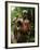 Pygmy Young Men Armed with Bows and Arrows Hunt-null-Framed Photographic Print