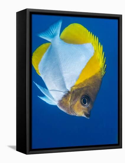 Pyramid Butterflyfish (Hemiaurichthys Polylepis), Queensland, Australia, Pacific-Louise Murray-Framed Premier Image Canvas