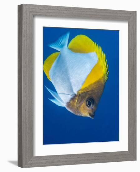 Pyramid Butterflyfish (Hemiaurichthys Polylepis), Queensland, Australia, Pacific-Louise Murray-Framed Photographic Print