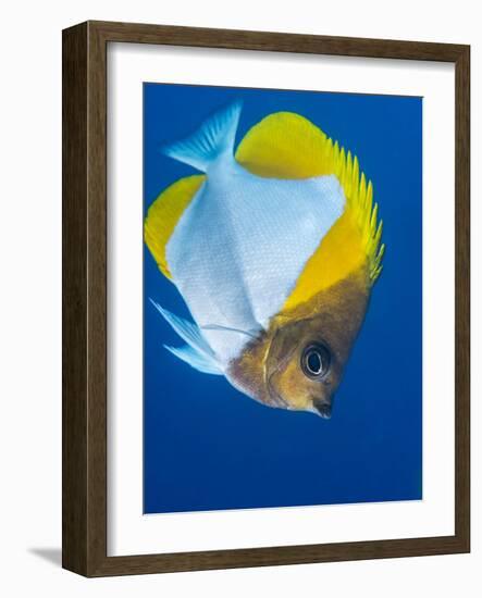 Pyramid Butterflyfish (Hemiaurichthys Polylepis), Queensland, Australia, Pacific-Louise Murray-Framed Photographic Print