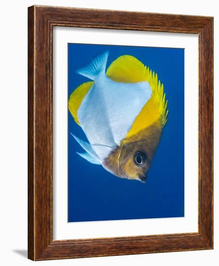 Pyramid Butterflyfish (Hemiaurichthys Polylepis), Queensland, Australia, Pacific-Louise Murray-Framed Photographic Print