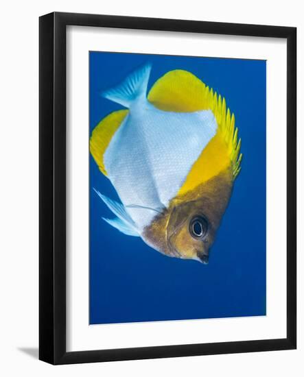 Pyramid Butterflyfish (Hemiaurichthys Polylepis), Queensland, Australia, Pacific-Louise Murray-Framed Photographic Print