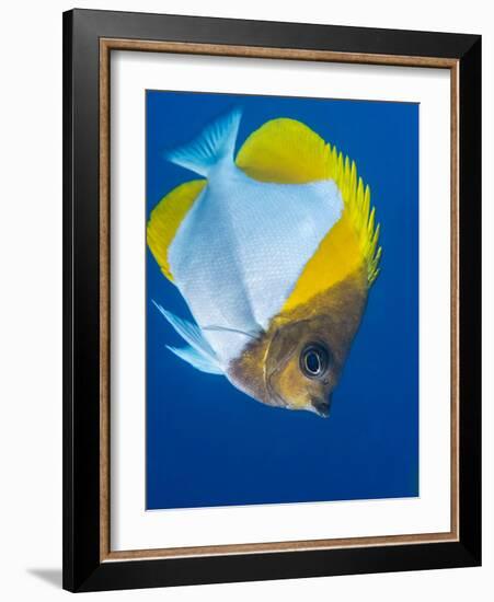 Pyramid Butterflyfish (Hemiaurichthys Polylepis), Queensland, Australia, Pacific-Louise Murray-Framed Photographic Print