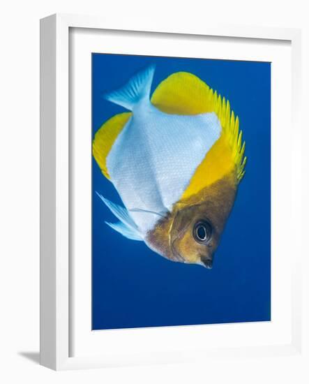 Pyramid Butterflyfish (Hemiaurichthys Polylepis), Queensland, Australia, Pacific-Louise Murray-Framed Photographic Print