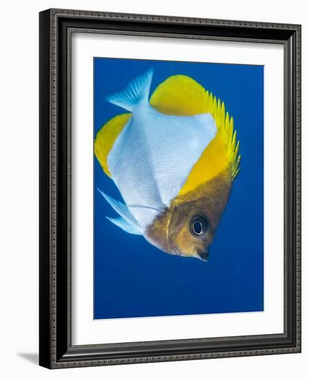 Pyramid Butterflyfish (Hemiaurichthys Polylepis), Queensland, Australia, Pacific-Louise Murray-Framed Photographic Print