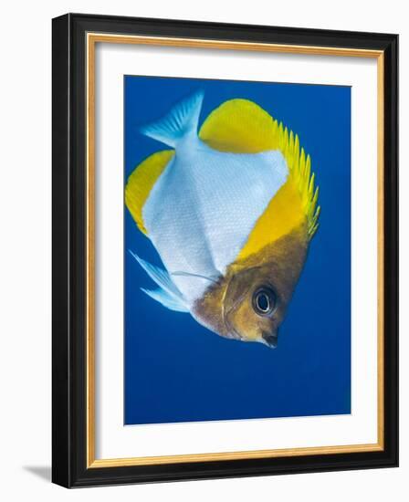 Pyramid Butterflyfish (Hemiaurichthys Polylepis), Queensland, Australia, Pacific-Louise Murray-Framed Photographic Print