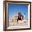 Pyramid Giza Egypt Man on Camel-null-Framed Photographic Print