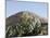 Pyramid of the Moon, Teotihuacan, 150Ad to 600Ad and Later Used by the Aztecs, North of Mexico City-R H Productions-Mounted Photographic Print