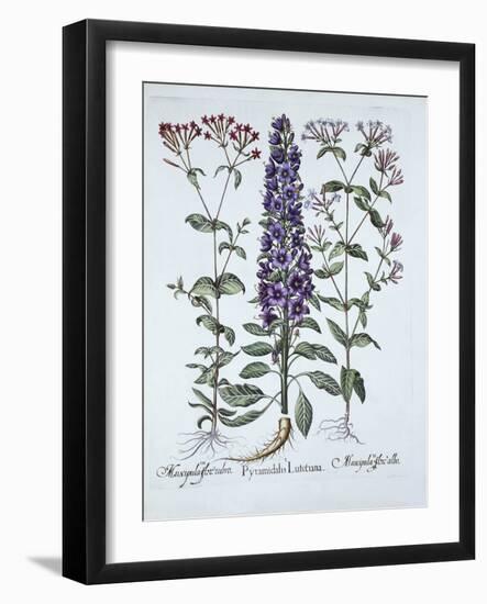 Pyramidal Campanula, Muscipulas, from 'Hortus Eystettensis', by Basil Besler (1561-1629), Pub. 1613-German School-Framed Giclee Print