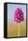 Pyramidal Orchid, Peak District National Park, UK-Alex Hyde-Framed Premier Image Canvas