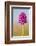 Pyramidal Orchid, Peak District National Park, UK-Alex Hyde-Framed Photographic Print