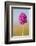 Pyramidal Orchid, Peak District National Park, UK-Alex Hyde-Framed Photographic Print