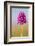 Pyramidal Orchid, Peak District National Park, UK-Alex Hyde-Framed Photographic Print