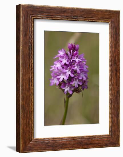 Pyramiden-Hundswurz, Anacamptis pyramidalis, also Pyramidenorchis, Spitzorchis, Kammstendel or Pyra-Dietmar Najak-Framed Photographic Print