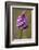 Pyramiden-Hundswurz, Anacamptis pyramidalis, also Pyramidenorchis, Spitzorchis, Kammstendel or Pyra-Dietmar Najak-Framed Photographic Print