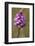 Pyramiden-Hundswurz, Anacamptis pyramidalis, also Pyramidenorchis, Spitzorchis, Kammstendel or Pyra-Dietmar Najak-Framed Photographic Print