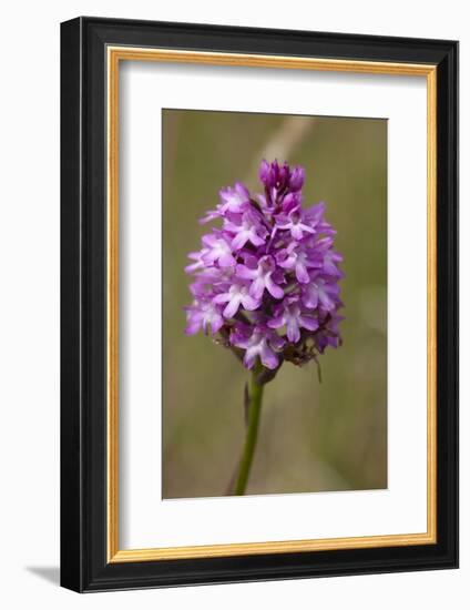 Pyramiden-Hundswurz, Anacamptis pyramidalis, also Pyramidenorchis, Spitzorchis, Kammstendel or Pyra-Dietmar Najak-Framed Photographic Print