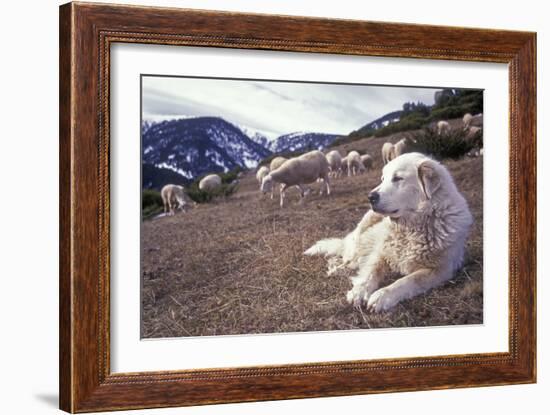 Pyrenean Mountain Dog Protecting Sheep-null-Framed Photographic Print