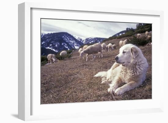 Pyrenean Mountain Dog Protecting Sheep-null-Framed Photographic Print