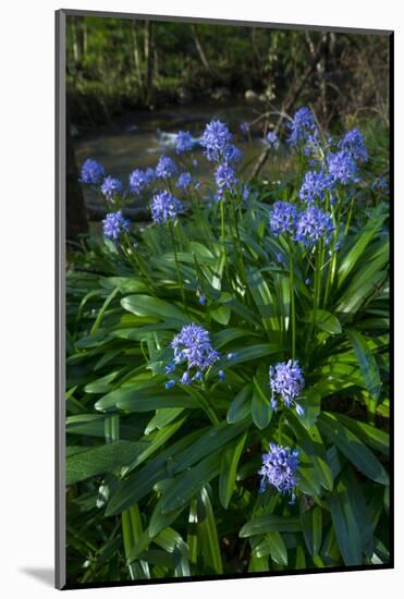 Pyrenean squill, Biscay, Basque Country, Spain-Juan Carlos Munoz-Mounted Photographic Print