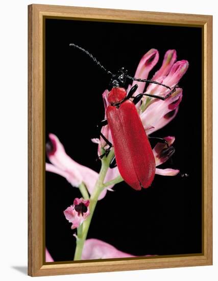 Pyrochroa Serraticornis (Scarlet Lily Beetle)-Paul Starosta-Framed Premier Image Canvas