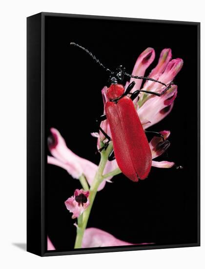 Pyrochroa Serraticornis (Scarlet Lily Beetle)-Paul Starosta-Framed Premier Image Canvas