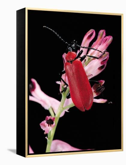 Pyrochroa Serraticornis (Scarlet Lily Beetle)-Paul Starosta-Framed Premier Image Canvas