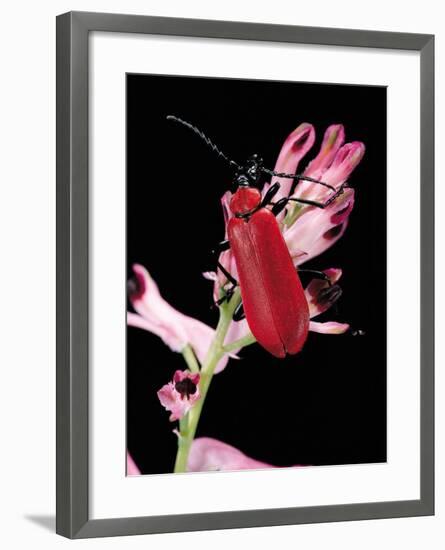 Pyrochroa Serraticornis (Scarlet Lily Beetle)-Paul Starosta-Framed Photographic Print