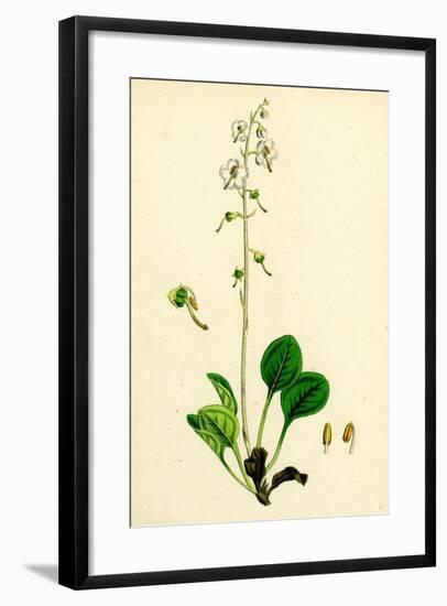 Pyrola Rotundifolia Var. Arenaria Round-Leaved Winter-Green Var. B-null-Framed Giclee Print