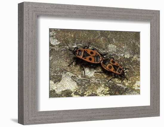 Pyrrhocoris Apterus (Firebug) Mating-Paul Starosta-Framed Photographic Print