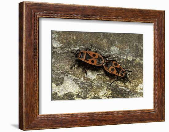 Pyrrhocoris Apterus (Firebug) Mating-Paul Starosta-Framed Photographic Print