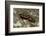 Pyrrhocoris Apterus (Firebug) Mating-Paul Starosta-Framed Photographic Print