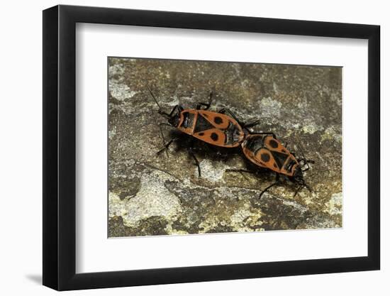 Pyrrhocoris Apterus (Firebug) Mating-Paul Starosta-Framed Photographic Print